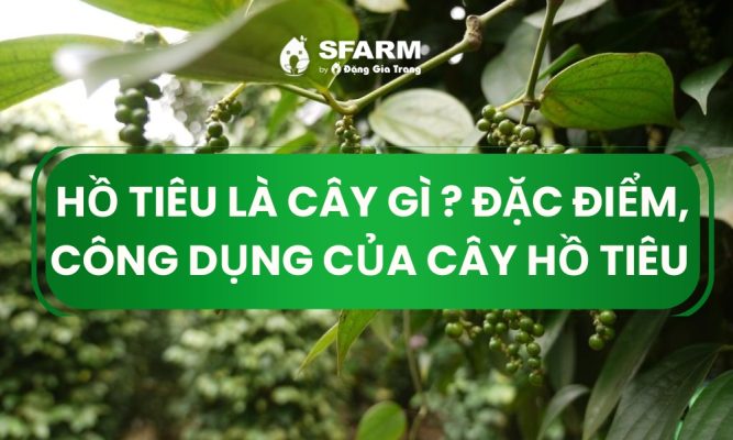 ho tieu la cay gi thumb