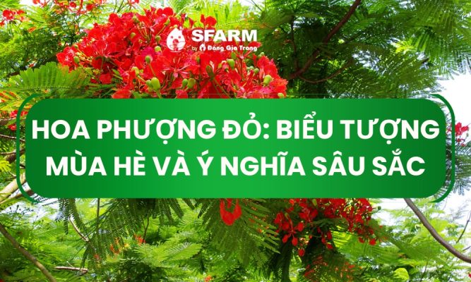 hoa phuong do bieu tuong mua he thumb