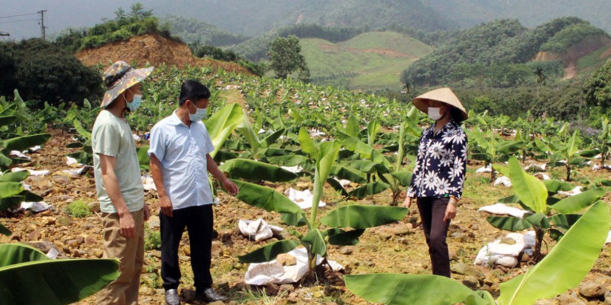 Thời điểm trồng chuối tiêu hồng bán tết Thời điểm trồng chuối tiêu hồng bán tết