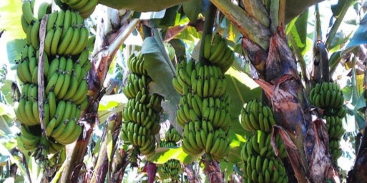 Kỹ thuật chăm sóc chuối tiêu hồng bán tết Kỹ thuật chăm sóc chuối tiêu hồng bán tết