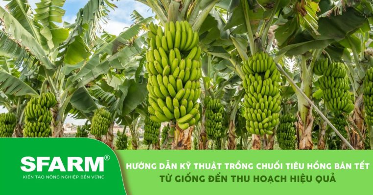 Hướng dẫn kỹ thuật trồng chuối tiêu hồng bán Tết: Từ giống đến thu hoạch hiệu quả