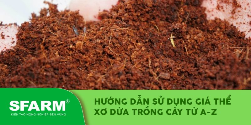 huong dan su dung gia the xo dua trong cay tu az thumb