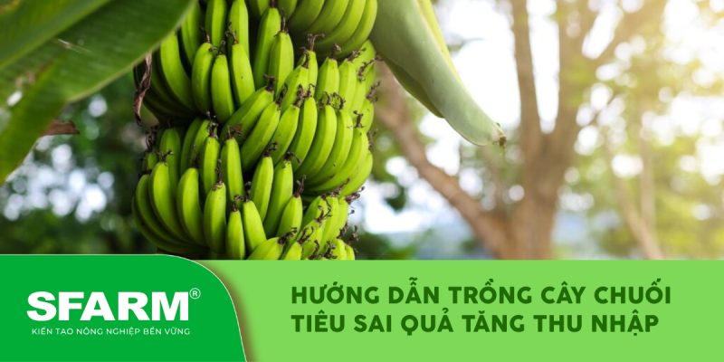 huong dan trong cay chuoi tieu sai qua tang thu nhap thumb