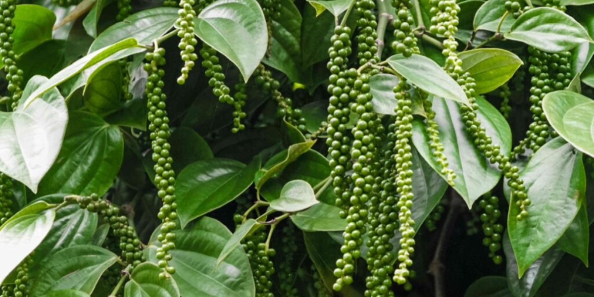 Dấu hiệu nhận biết sớm bệnh chết chậm ở cây tiêu Dấu hiệu nhận biết sớm bệnh chết chậm ở cây tiêu