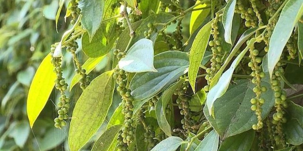 Có nhiều nguyên nhân gây ra khiến cây tiêu bị bệnh chết chậm Có nhiều nguyên nhân gây ra khiến cây tiêu bị bệnh chết chậm