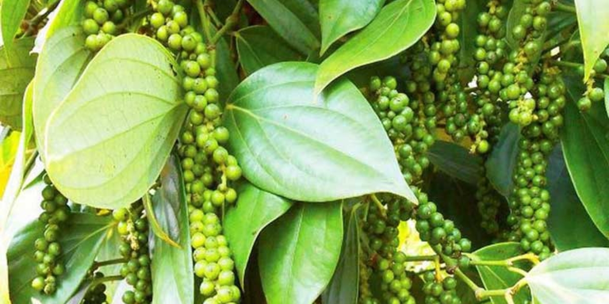 Cách xử lý bệnh chết chậm ở cây tiêu theo từng mức độ Cách xử lý bệnh chết chậm ở cây tiêu theo từng mức độ