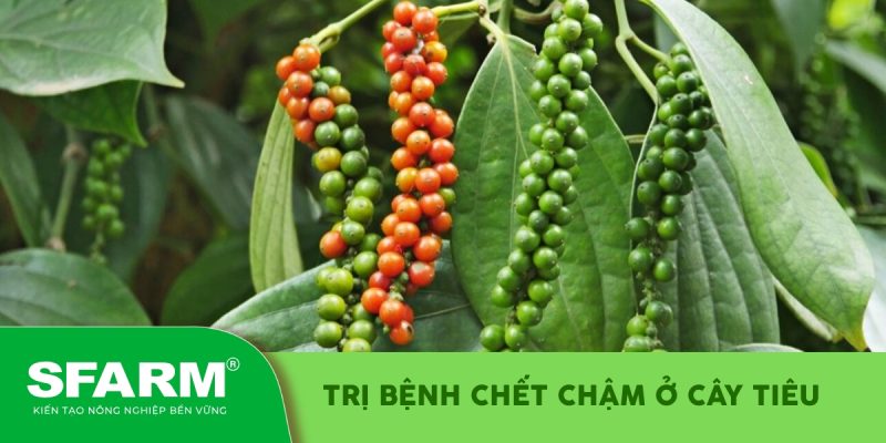 huong dieu tri benh chet cham o cay tieu thumb