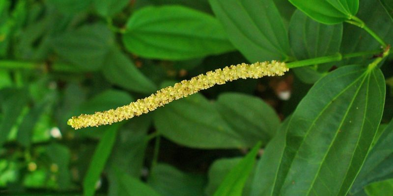 Hướng dẫn kỹ thuật làm bông cho hồ tiêu