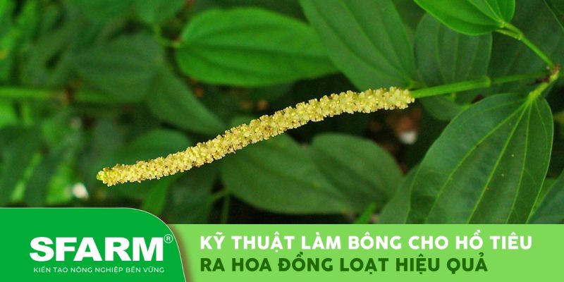 Hướng dẫn kỹ thuật làm bông cho hồ tiêu ra hoa đồng loạt