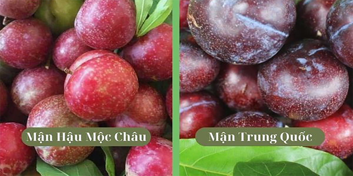 Cách phân biệt mận Hà Nội và mận Trung Quốc