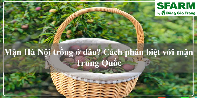 Mận Hà Nội trồng ở đâu? Cách phân biệt với mận Trung Quốc