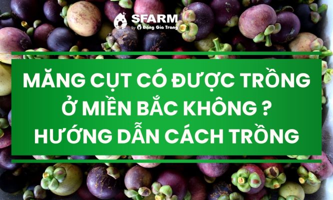 mang cut co duoc trong o mien bac khong huong dan cach trong thumb