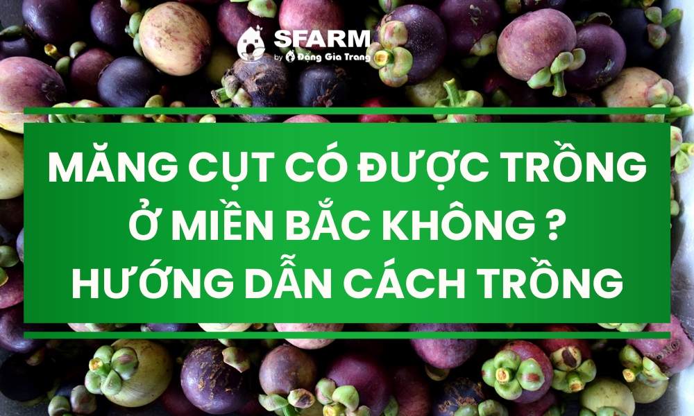 Măng cụt có được trồng ở miền Bắc không? Hướng dẫn cách trồng Măng cụt có được trồng ở miền Bắc không? Hướng dẫn cách trồng