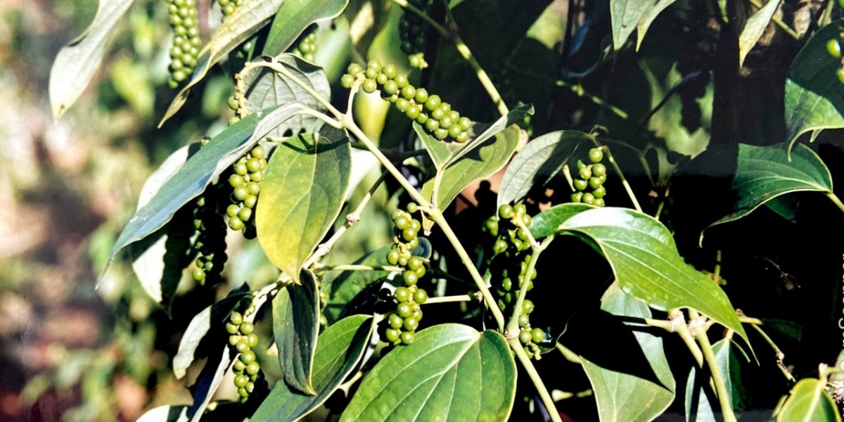 Phòng trừ sâu bệnh sau thu hoạch cho cây tiêu 