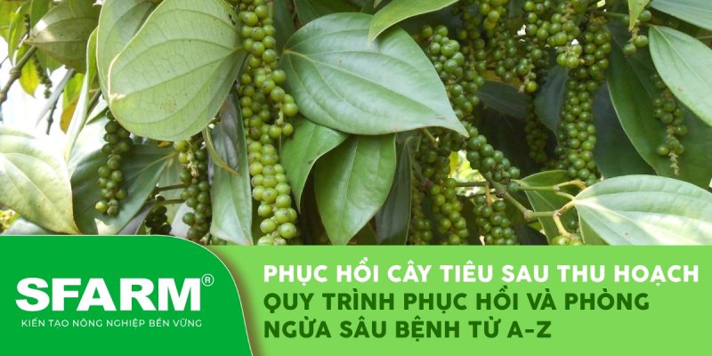 quy trinh phuc hoi cay tieu say thu hoach phong ngua sau benh tu azthumb