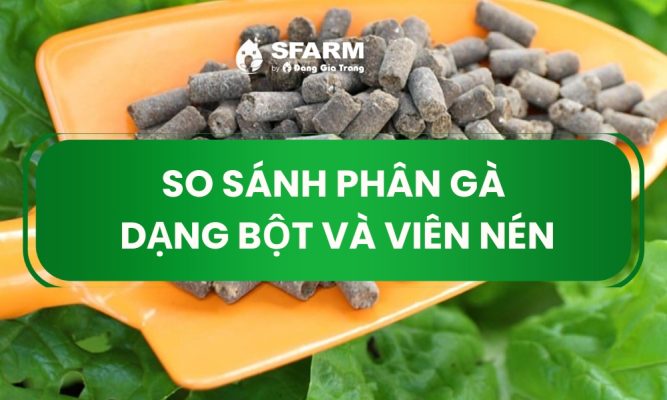 so sánh phân gà dạng bột và viên nén