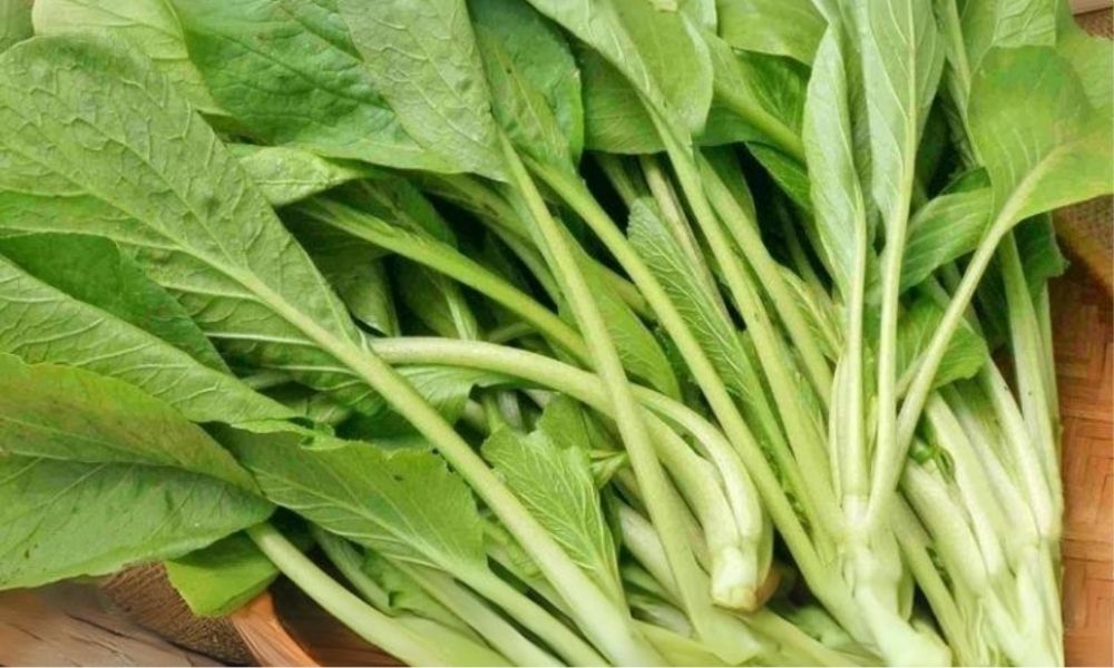 Cải ngọt cũng có thể trồng vào tháng 6 ở miền Bắc Cải ngọt cũng có thể trồng vào tháng 6 ở miền Bắc