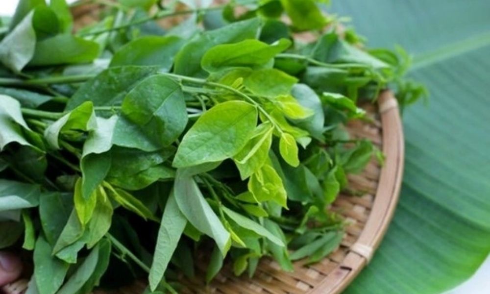 Rau ngót là cây lâu năm, càng trồng lâu càng cho năng suất cao Rau ngót là cây lâu năm, càng trồng lâu càng cho năng suất cao