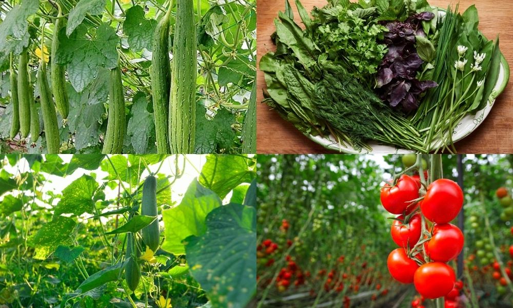 Gợi ý thêm một số loại rau phù hợp khác Gợi ý thêm một số loại rau phù hợp khác