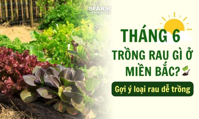 tháng 6 trồng rau gì ở miền bắc