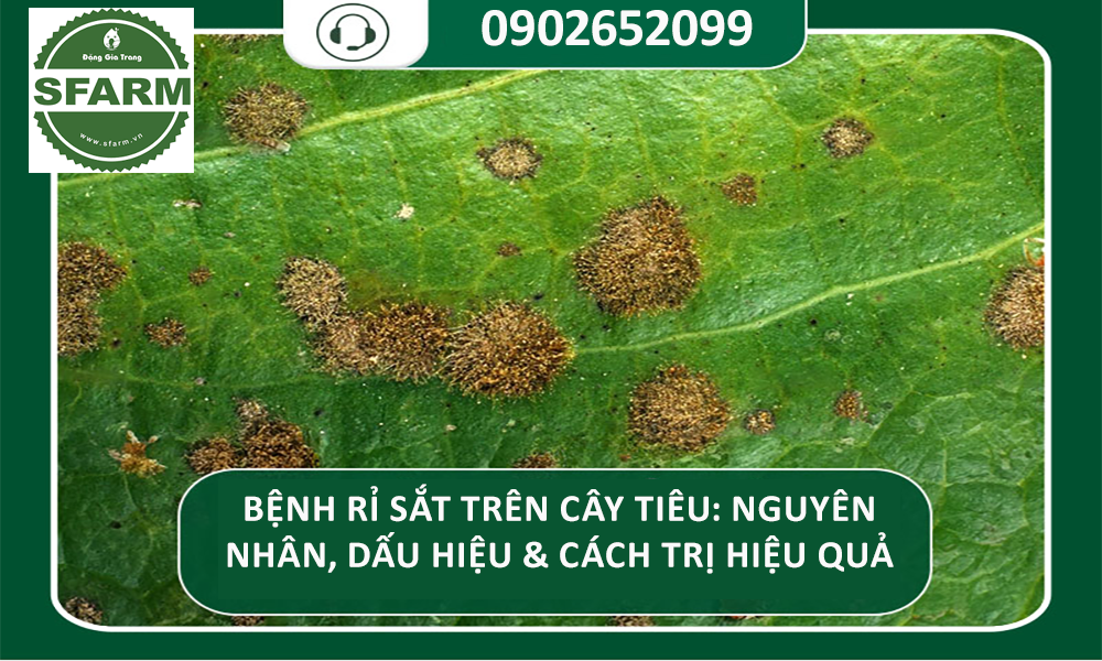 Bệnh rỉ sắt trên cây tiêu: Nguyên nhân, dấu hiệu & cách trị hiệu quả