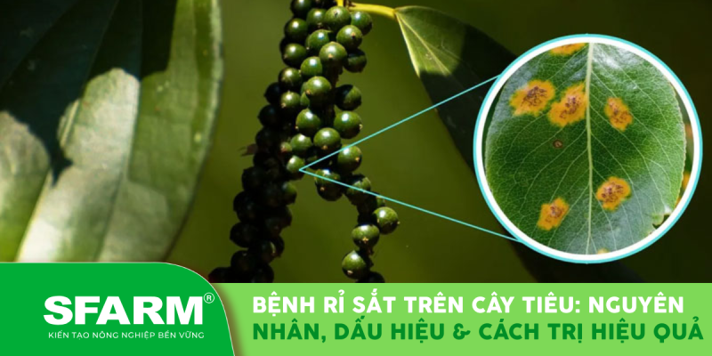 Bệnh rỉ sắt trên cây tiêu: Nguyên nhân, dấu hiệu & cách trị hiệu quả