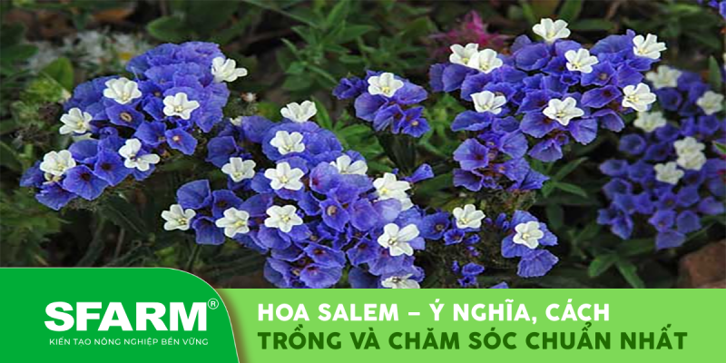 Hoa salem – Ý nghĩa, cách trồng và chăm sóc chuẩn nhất
