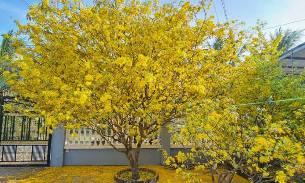 cây mai theo quan niệm truyền thống được đánh giá là “Nhất đế, nhì thân, tam cành, tứ nụ”.