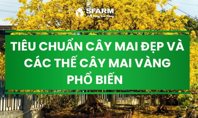 tieu chuan cay mai dep thumb