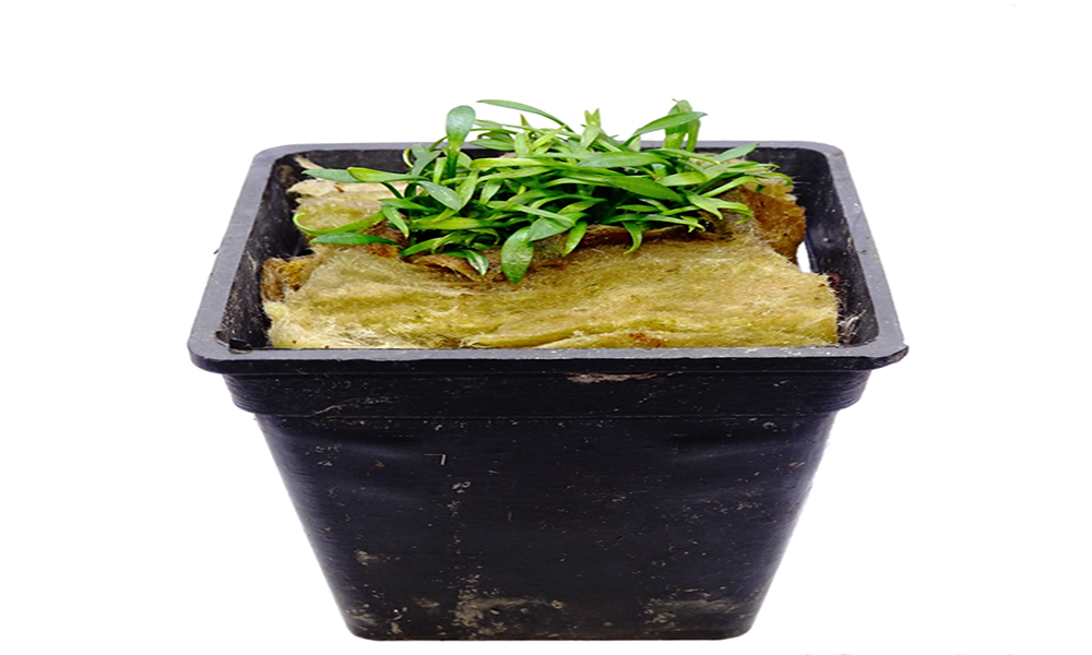 Cách trồng cây tiêu thảo Parva Mini trong bể thủy sinh