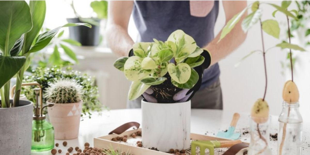 Các loại cây trồng không cần đất là loại cây có khả năng sống không cần đất truyền thống Các loại cây trồng không cần đất là loại cây có khả năng sống không cần đất truyền thống