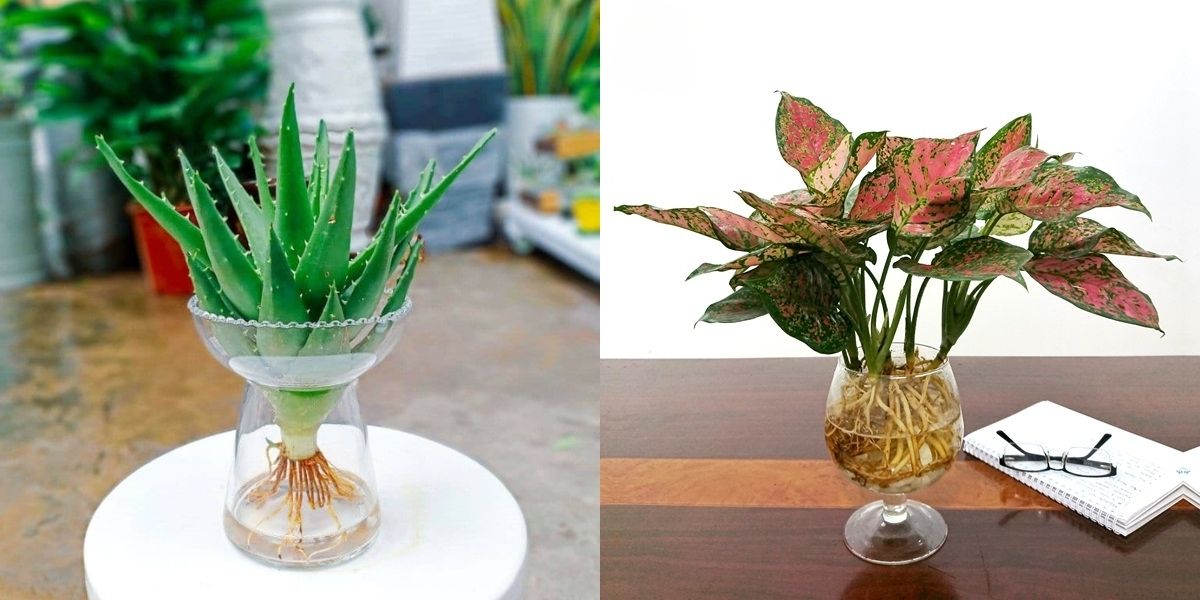 Cây nha đam (trái) và cây vạn lộc (phải) Cây nha đam (trái) và cây vạn lộc (phải)