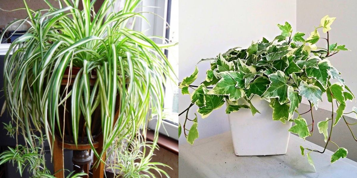 Cây dây nhện (trái) và cây thường xuân (phải) Cây dây nhện (trái) và cây thường xuân (phải)