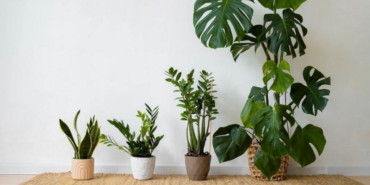 Các loại cây này có thể trang trí trong phòng, vừa sạch vừa thẩm mỹ Các loại cây này có thể trang trí trong phòng, vừa sạch vừa thẩm mỹ