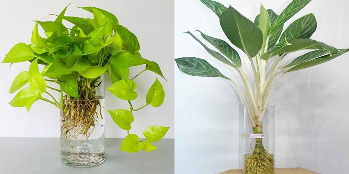 Hình thức trồng cây thuỷ sinh Hình thức trồng cây thuỷ sinh