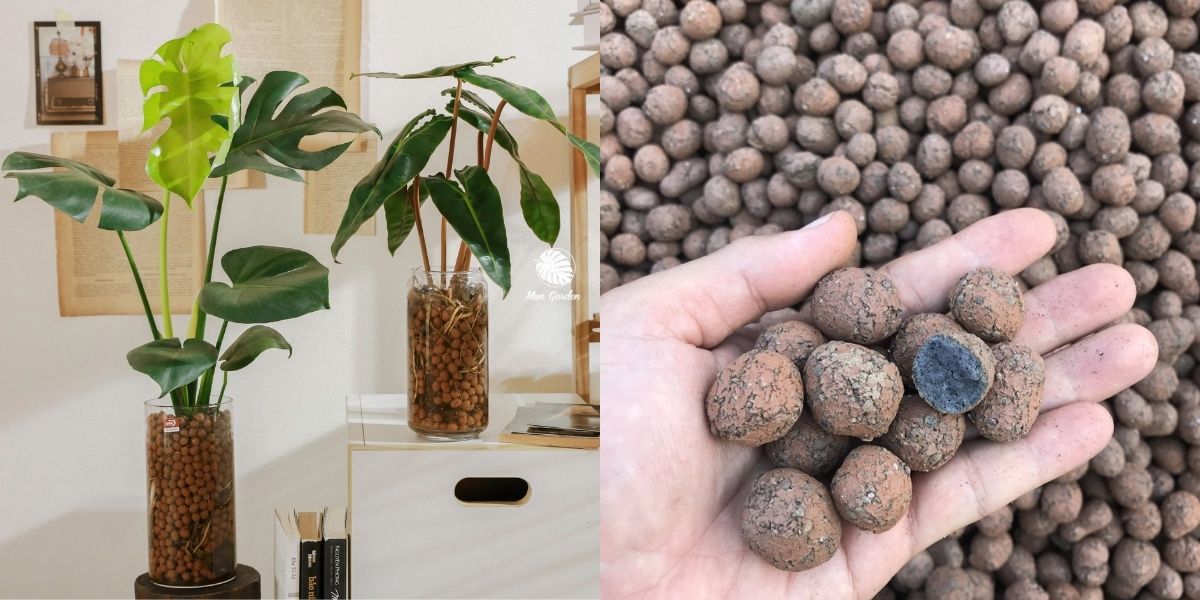 Hình thức trồng cây bằng viên đất nung, sỏi nhẹ Hình thức trồng cây bằng viên đất nung, sỏi nhẹ