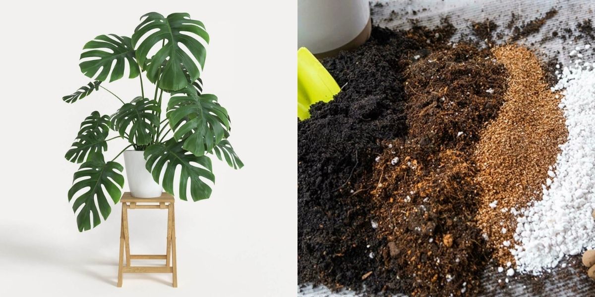 Hình thức trồng cây bằng giá thể Hình thức trồng cây bằng giá thể