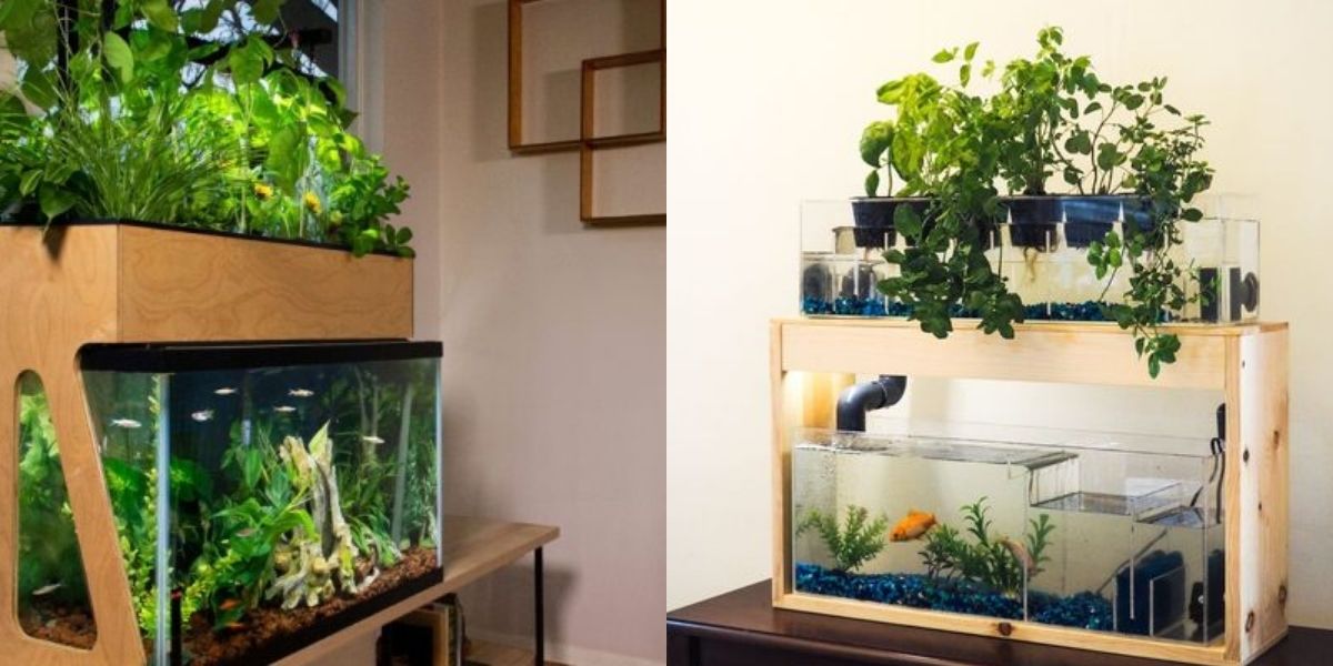 Aquaponics là hệ sinh thái kết hợp giữa trồng cây và nuôi cá Aquaponics là hệ sinh thái kết hợp giữa trồng cây và nuôi cá