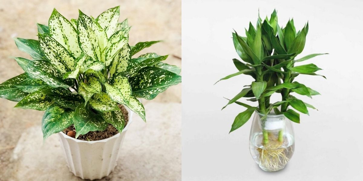Cây ngọc ngân (trái) và cây phát tài (phải) đều mang ý nghĩa phong thuỷ thu hút tài lộc Cây ngọc ngân (trái) và cây phát tài (phải) đều mang ý nghĩa phong thuỷ thu hút tài lộc