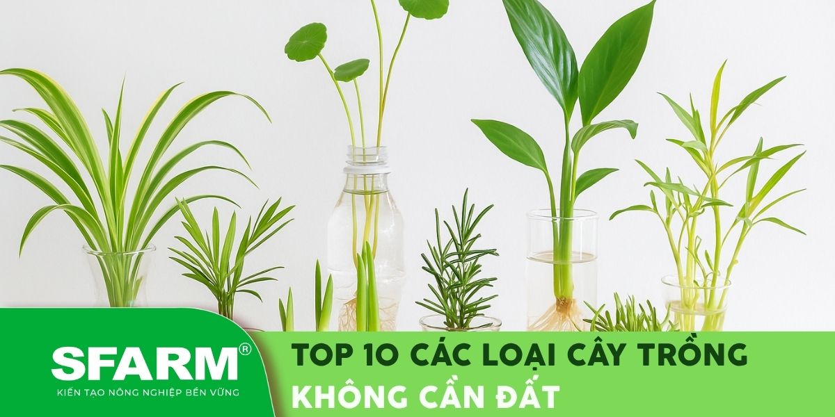các loại cây trồng không cần đất