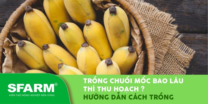 trong chuoi moc bao lau thi thu hoach thumb