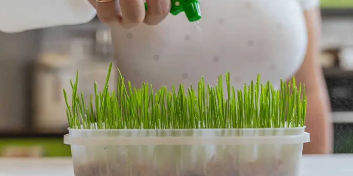 Kiểm tra độ ẩm mỗi ngày và phun sương để giữ độ ẩm cho cây Kiểm tra độ ẩm mỗi ngày và phun sương để giữ độ ẩm cho cây