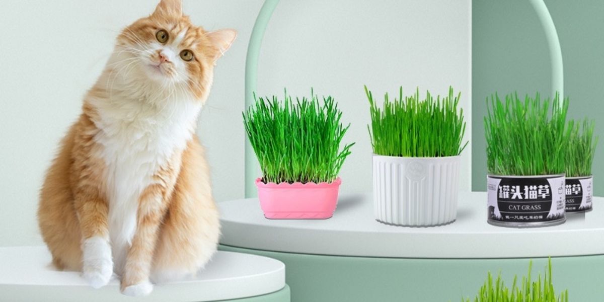 Nhiều pet shop hiện nay có bán sẵn bộ kit trồng cỏ mèo thủy canh Nhiều pet shop hiện nay có bán sẵn bộ kit trồng cỏ mèo thủy canh