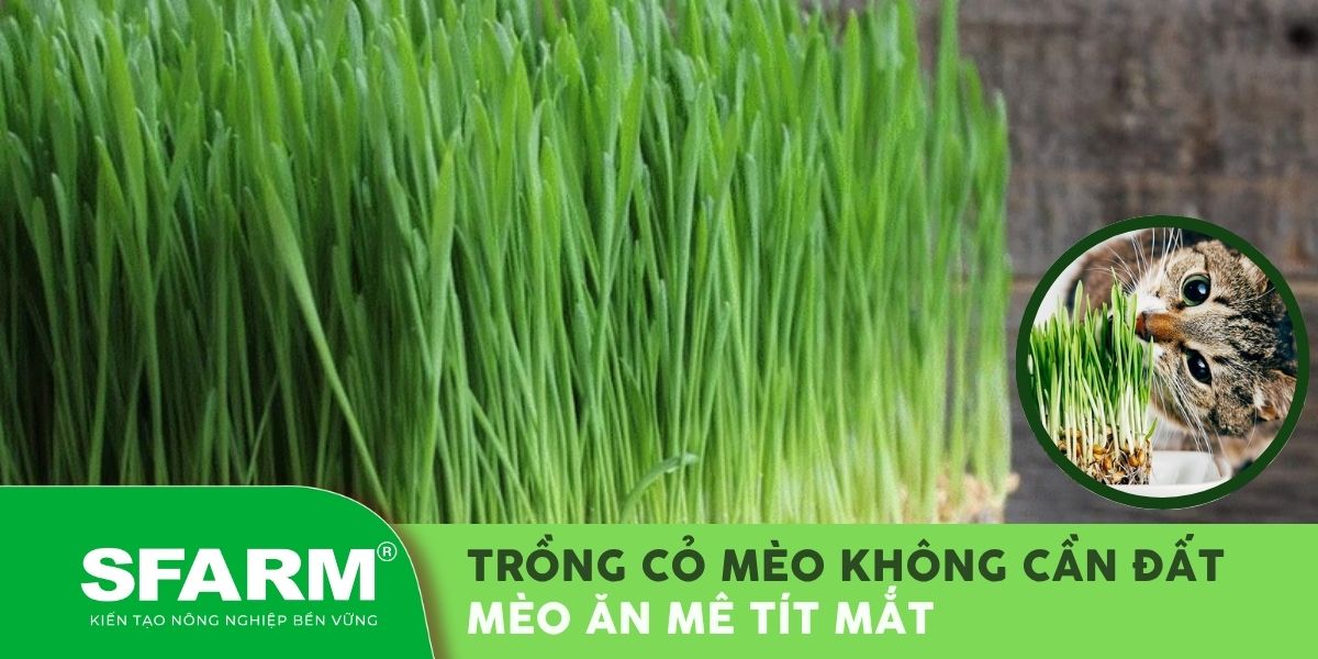 trồng cỏ mèo không cần đất