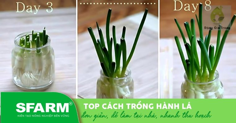 Cách trồng hành lá không cần đất siêu đơn giản tại nhà