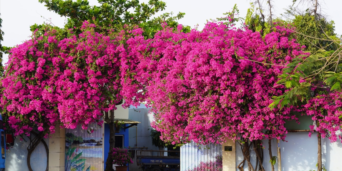 Một dàn hoa giấy trước nhà làm đẹp cho không gian sống Một dàn hoa giấy trước nhà làm đẹp cho không gian sống