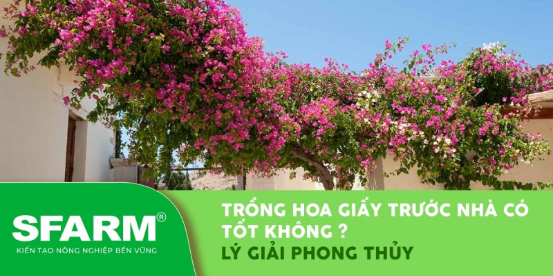 trong hoa giay truoc nha co tot khong thumb