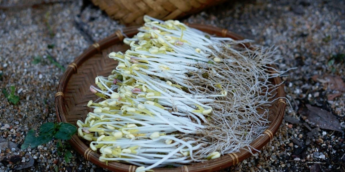 Thành phẩm giá trắng, thơm mùi đậu sau 3 ngày trồng Thành phẩm giá trắng, thơm mùi đậu sau 3 ngày trồng