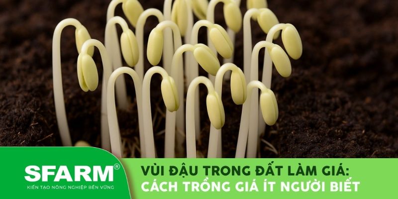 Vùi đậu trong đất làm giá