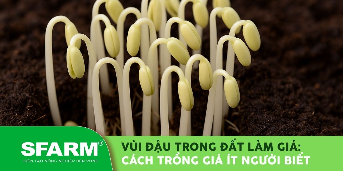 Vùi đậu trong đất làm giá